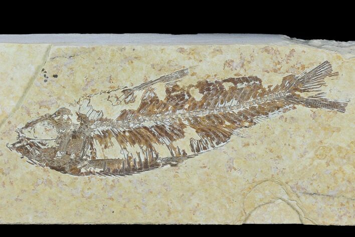Bargain, Detailed Fossil Fish (Knightia) - Wyoming #120477